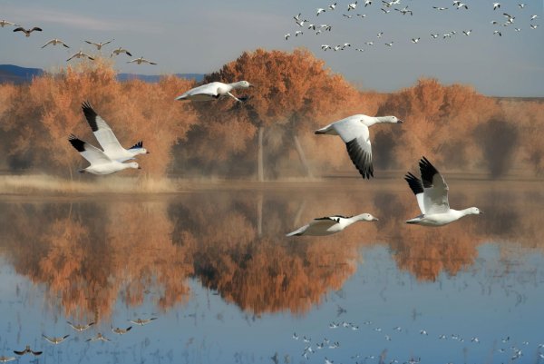 Перелетные птицы улетают на Юг