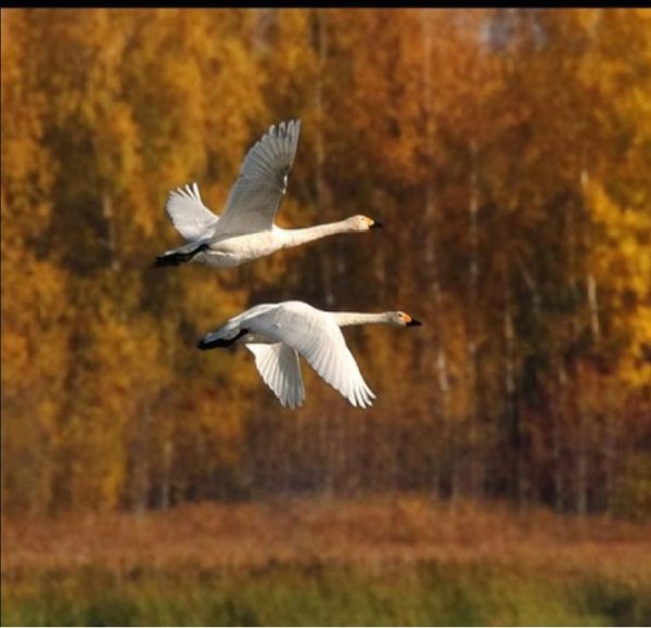 Птицы улетают на Юг
