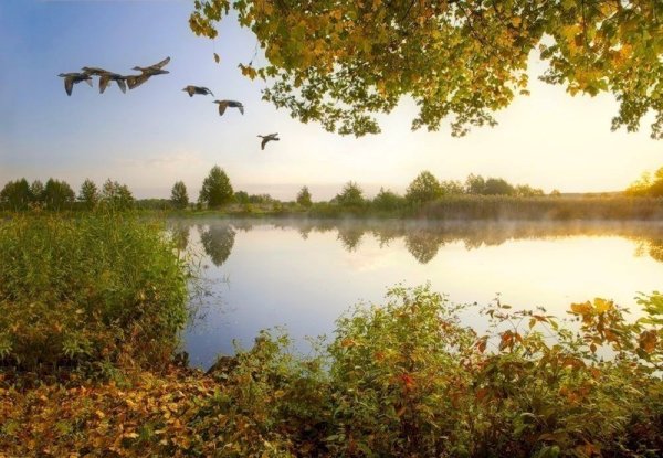 Осенний лес и озеро с утками