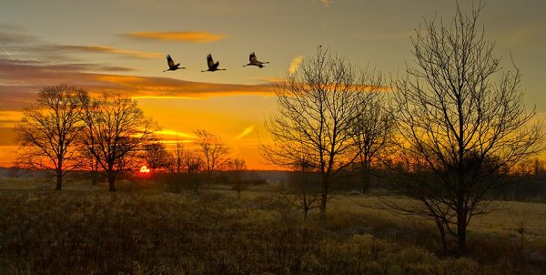 Храм природа Клин журавлей