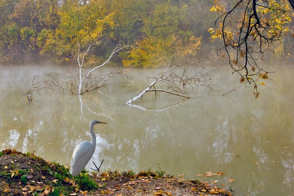 Цапля осень