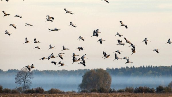 Птицы улетают