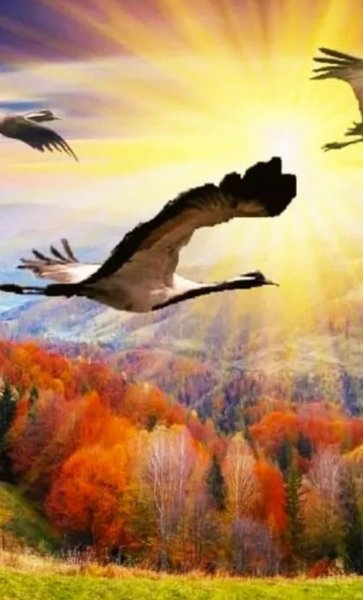 Летят Журавли