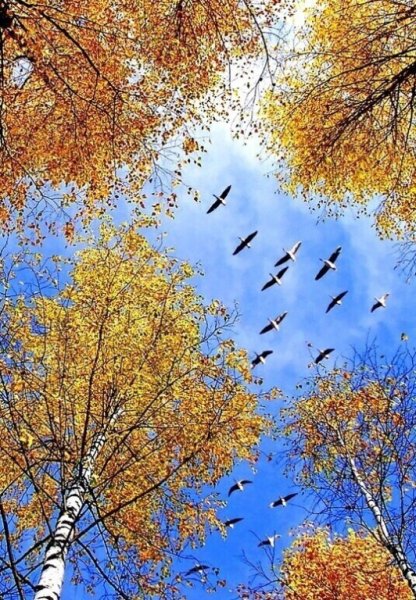 Осень журавлиный Клин