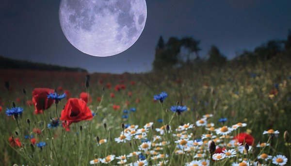 Лунный календарь садовода на август 2022