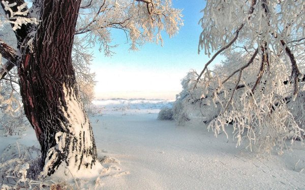 Дуб и береза зимой