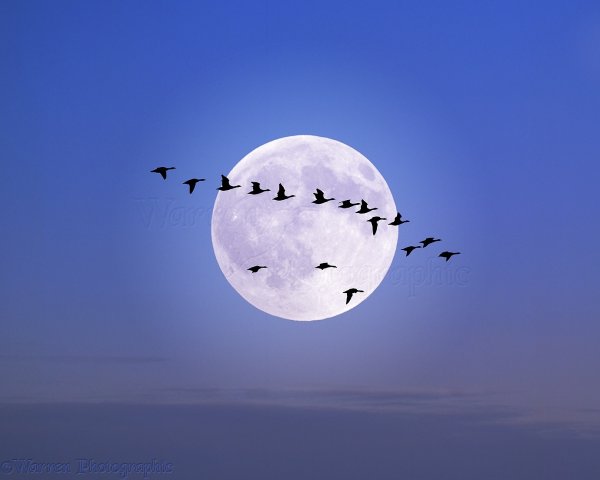 Как переводится the Moon in the Sky