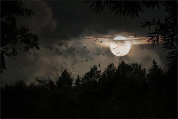 Ночная птица в лесу