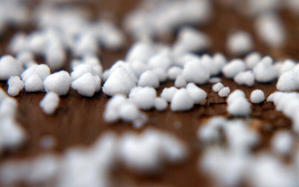 Крупка Снежная