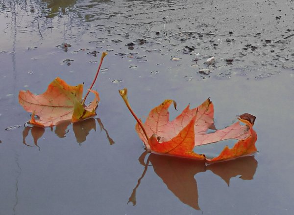 Осенние кораблики