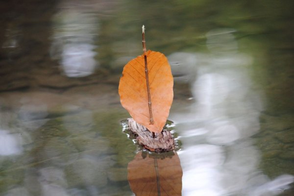 Осенние кораблики