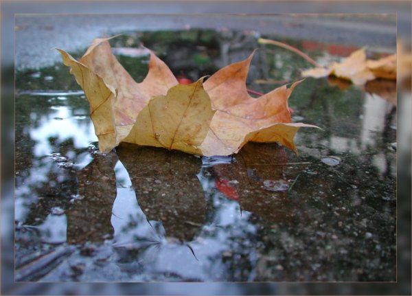 Осенний листок в луже
