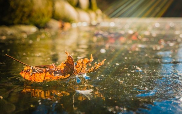 Листья в воде осень