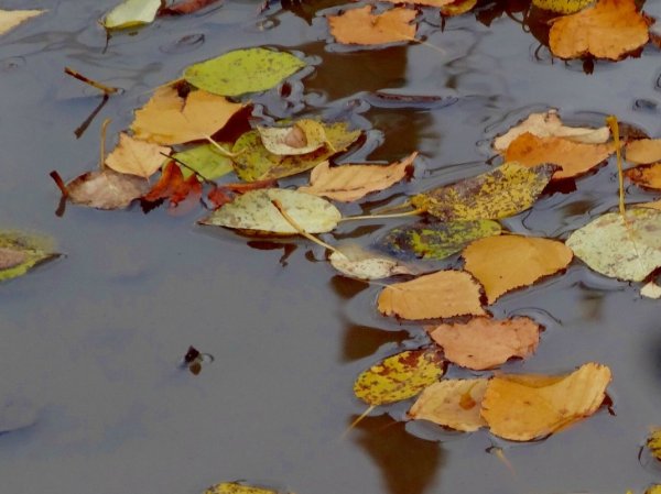 Кораблик в осенней луже