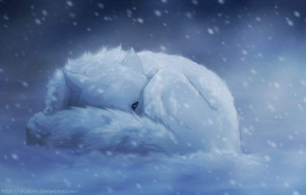 Белый волк на снегу лежал