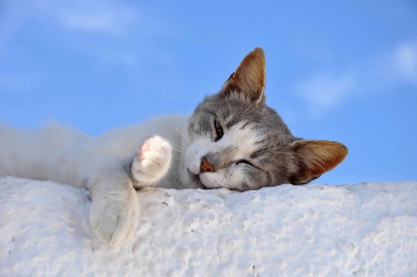 Котик спит снег