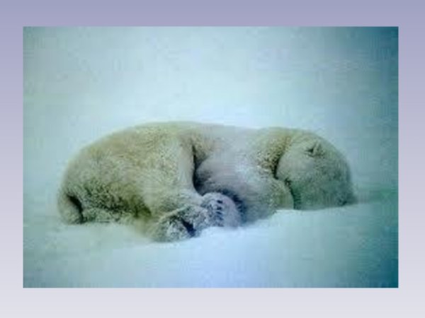 Спящий медведь на снегу