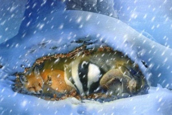 Барсук в норе зимой