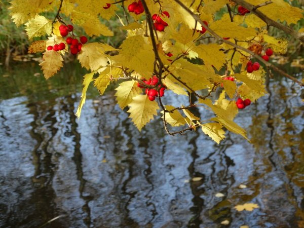 Осенняя пора