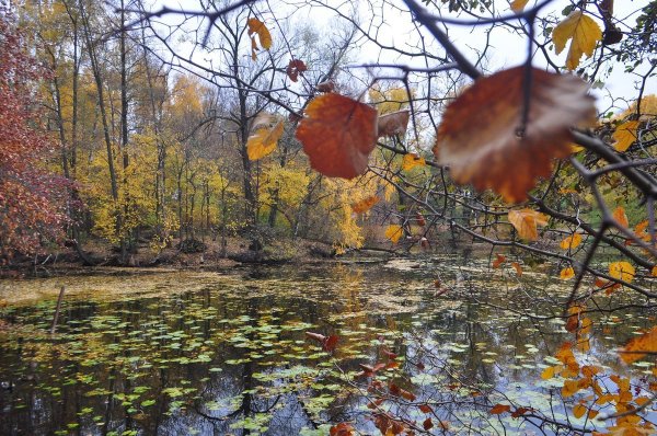 Осень пора очей очарования