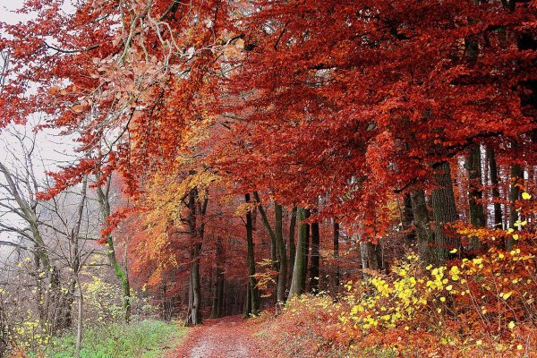 Осенняя пора