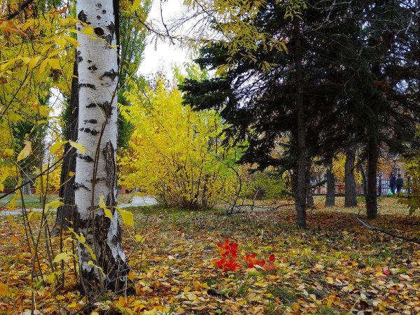 Золотая осень очей очарованье