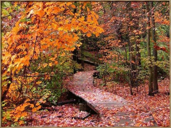 Осенний лес листопад