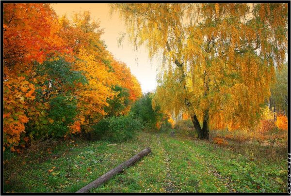 Ранняя Золотая осень