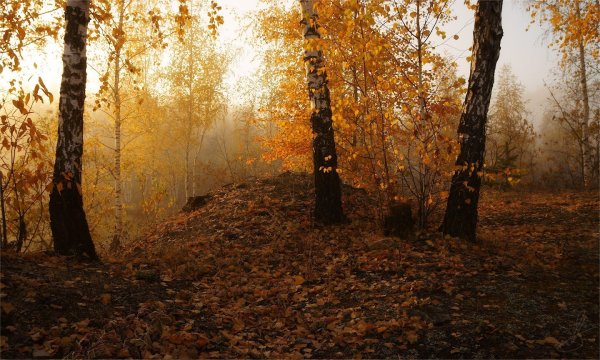 Осенью природа увядает