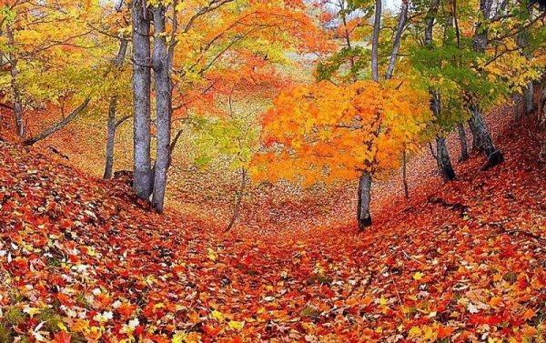 Осенняя пора очей очарованье