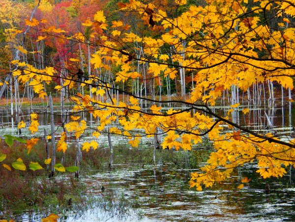 Осенняя пора очей очарованье