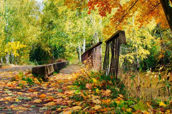 Золотая осень унылая пора