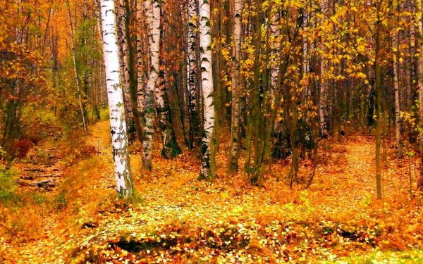 Лес в октябре
