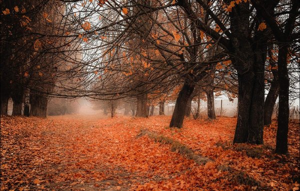 Осень конец октября