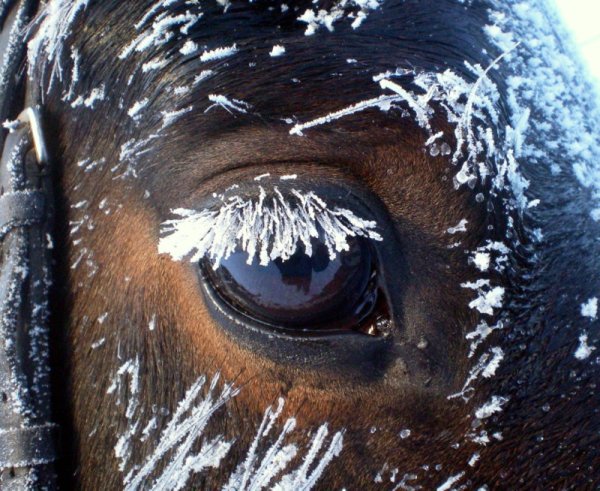 Лошадь на морозе