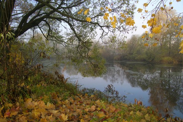 Осень пруд