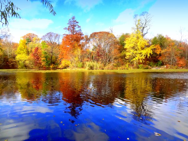 Осенний пруд