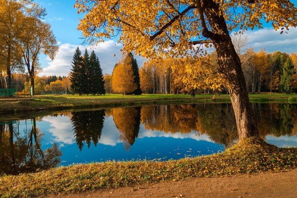 Павловск парк пейзаж природы