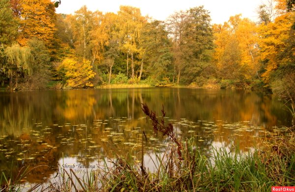 Осенний пруд