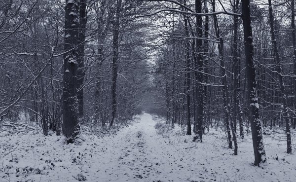 Темный зимний лес