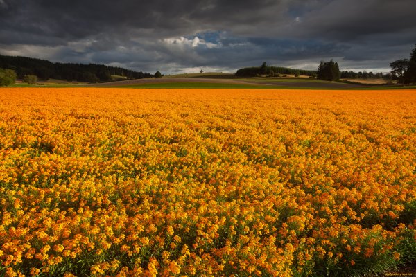 Цветочный луг осенью