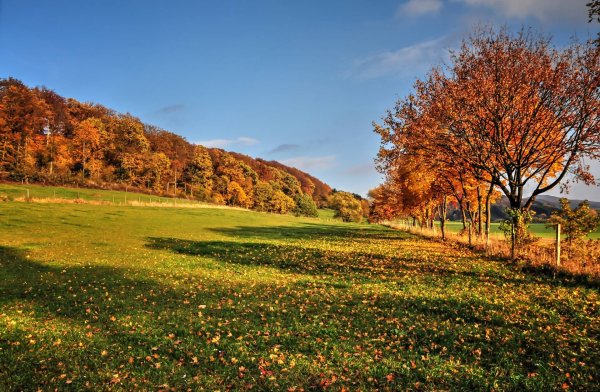 Осенний луг