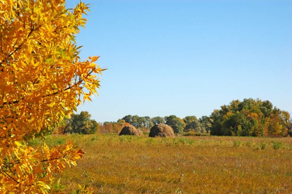 Поле с осенними листьями