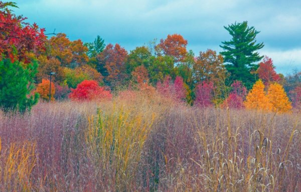 Краски природы