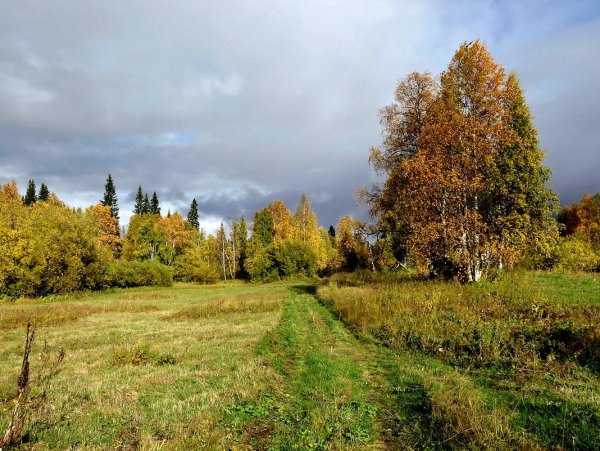 Осенний луг