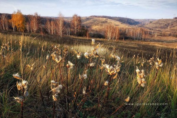 Пожухлая трава