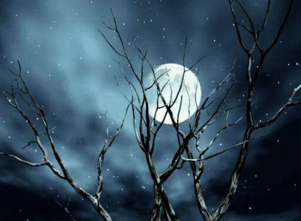 Луна сквозь ветки