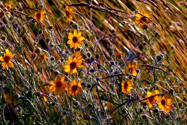 Осенние луговые цветы