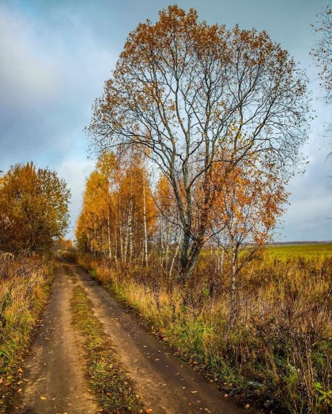 Осенняя Проселочная дорога