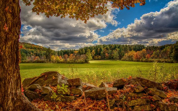 Деревья штата Вирджиния